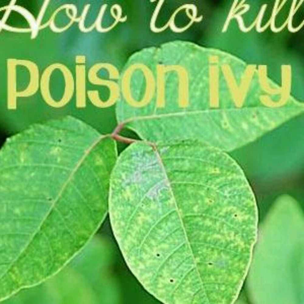 Meet your Posher, Phyllis